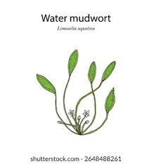 Image result for Limosella capensis