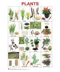 plants chart english