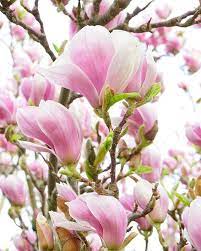 When I First Saw The Pink Magnolia Tree I Was Enchanted Its Blossoms Look Like Large Pink Cups Making Offerin Most Beautiful Flowers Flowers Beautiful Flowers