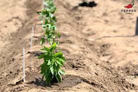Check spelling or type a new query. Pepper Plants Not Growing Use These Tips To Fix It Pepper Geek
