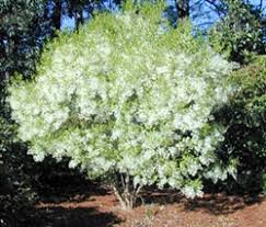 Van gogh arrived in arles in february 1888 in a snowstorm; Peppermint Flowering Peach Tree Prunus Persica Double Bloom Peppermint In Color Zone 6