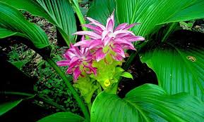 Image result for Sebaea brachyphylla