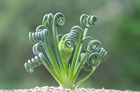 Image result for Albuca kirkii