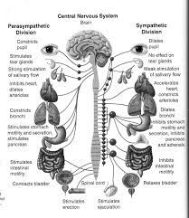 The central nervous system works by taking in the information collected by the peripheral nervous system and redistributing information based on that. All About Recovery Parasympathetic Nervous System Medical Knowledge