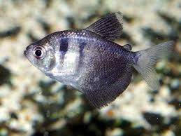 How to tell if a betta fish is sick? Profile Of The Black Skirt Tetra Gymnocorymbus Ternetzi With Forum