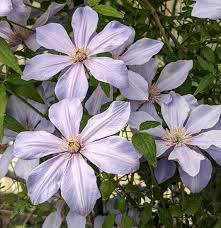 Image result for Clematis villosa