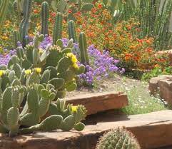 Ethel m chocolate factory in las vegas at christmas time. Le Petit Cotillion Cactus Garden Garden Visits Desert Garden