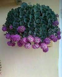 Le piante grasse pendenti, sono piante ornamentali, collocate in cesti e panieri che vengono sospesi su mensole e ripiani, o fissati con sostegni al soffitto, cosi da le piante grasse pendenti. Da Un Capo All Altro Giardinaggio Giardinaggiotime Piantegrasse Piante Grasse Coltivare Piante Grasse Giardino Di Piante Grasse