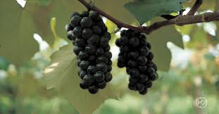 I have rooted many fig cuttings and tried to use the fig rooting process with grape cuttings. How To Root Grape Cuttings The Easy Way The Upcycled Family