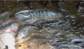 Hasil gambar untuk Tips Memilih Bibit dan Induk Ikan Nila