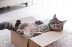 We did not find results for: 8 Alasan Kucing Senang Masuk Ke Dalam Kardus Halaman All Kompas Com