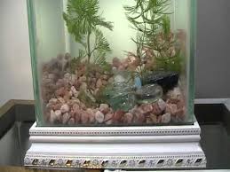 Mini Betta Fish Tank Too Small And Cold For A Betta Or Goldfish But Would Be Great For Colorful Shrimp Or Colorful Snails Betta Fish Tank Betta Fish Betta