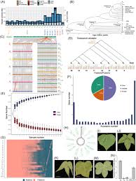 Image result for Gossypioides kirkii