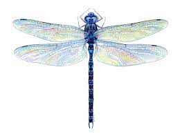 Dragonflies Photo Dragonfly 12 Png Watercolor Dragonfly Dragonfly Drawing Dragonfly Tattoo