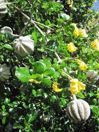Image result for Gardenia volkensii