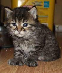 70 Polydactyl Love Ideas Cats And Kittens Cats Kittens