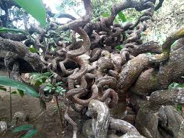 Image result for Entada gigas