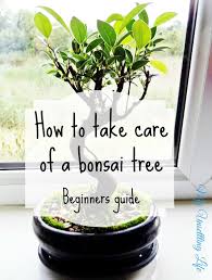 By howard parker last updated september 20, 2020leave a comment. My Unsettling Life How To Take Care Of A Bonsai Tree Beginners Guide Bonsai Tree Types Bonsai Tree Care Indoor Bonsai Tree