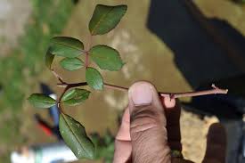 Check spelling or type a new query. How To Grow Roses From Cuttings Mike S Backyard Nursery
