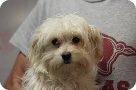 She weights 85 pounds and up to date with her shots. Oakville Ct Maltese Mix Meet Tampa A Puppy For Adoption Puppy Adoption Maltese Mix Pets