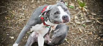 Now, you know your pups better than anyone, and weighing the benefits. The Best Dog Food For Pitbulls With Skin Allergies