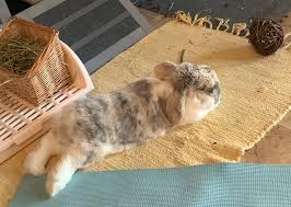 House Rabbit Society