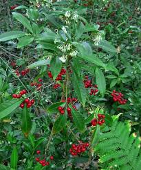 Image result for Ardisia staudtii