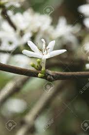 List indian flowers name in english flowers ideas with regard. White Flower Of Coffee Plant Botanical Name Coffee Arabica Kerala India Stock Photo Picture And Royalty Free Image Image 85740335