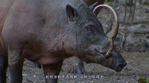 嘴平伊之助 (嘴平 (はしびら) 伊之助 (いのすけ) hashibira inosuke?)，是炭治郎同期的鬼殺隊士。經常戴著野豬頭套，性格極為好戰。因為在山林中成長而有著銳利的觸覺，能精確捕捉到尚未進入視野的對象之所在位置。 å²ä¸Šæœ€å¥‡è'©çš„åŠ¨ç‰© ç ç‰™ä¸Žé‡ŽçŒªçš„ç›¸ä¼¼ è¢«äººç§°ä¹‹ä¸ºç¥žå…½å››ä¸åƒ Youtube
