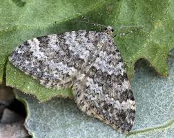 Image result for Entephria caesiata