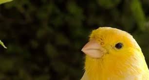 نتيجة جمع كناري ابيض الماني مسيطر مع كناري اصفر اللون dominant white x yellow. ØªÙˆÙŠØªÙŠ Posts Facebook