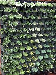 Gardenform Creating Vertical Planting Schemes Vertical Garden Plants Vertical Planting Small Gardens