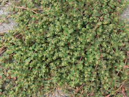 Image result for Euphorbia serpens