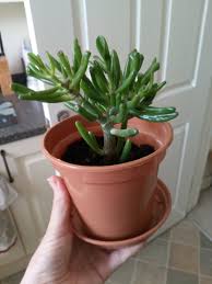 Caring, propagation, descriptions and other information for each type. Let Me Name Your Plants Pet Names Nameberry