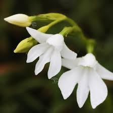 Image result for Habenaria dregeana