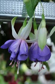 Alessio Pflanzen Fuchsie