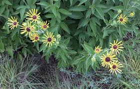 Image result for Grona stolzii