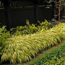 Hakonechloa Macra Aurea Google Search Japanese Forest Grass Shade Garden Modern Landscaping
