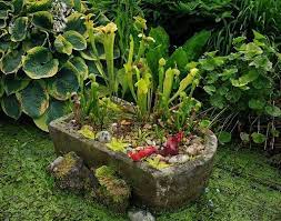I Had A Stone Sink Planter In A Pond For Several Years A Pond Full Of Fish And We Have Hard Water Plants Carnivorous Plant Bog Bog Garden