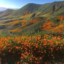 The views are beautiful & it was a sunny day with a blue sky. 9 Magical Photos Of California S Wildflower Super Bloom California Wildflowers Wild Flowers Nature Photography