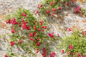 Wann und wie weit man einen lavendel zurückschneiden muss, ergibt sich von selbst, wenn man weiß, warum ein lavendel unbedingt regelmäßig zurückgeschnitten werden muss. Kletterrosen Richtig Schneiden Heimhelden