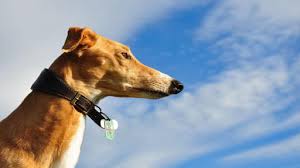 10 downloads | 40 rate. Download Greyhound Wallpapers Free For Android Greyhound Wallpapers Apk Download Steprimo Com