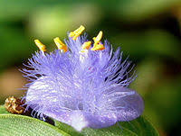 Image result for Cyanotis caespitosa