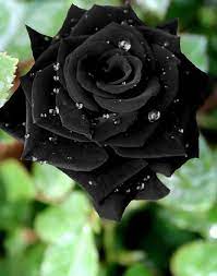 pin on the queen of flowers the rose