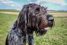 German shorthaired pointers were originally bred to be the true versatile hunting dog. Dog Dog Head Hunting Dog Black Dog Draathaar German Draathaar Sweet Cute Eyes Good Pxfuel