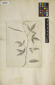 Image result for Cleome iberidella