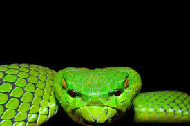 Gumprechts Green Pit Viper Rare Animals Pit Viper Snake Wallpaper