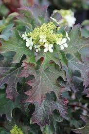 Image result for Hydrangea quercifolia