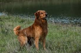 Www.pinterest.com a reputable breeder of golden retriever puppies in the. Golden Labrador Retriever Dog Breeding And Training Hunt Field Tests Performance Breeds Heads Up Kennels Vancouv Golden Retriever Retriever Dog Breeds