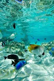 Sea And Ocean Underwater Life Underwater World